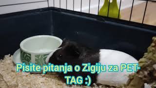 Pisite pitanja o Zigiju za PAT- TAG ;)