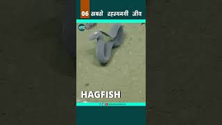 Hagfish  - सबसे रहस्यमयी जीव 06 #shorts #youtubeshorts #shortsvideo