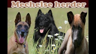 Mechelse herder - zwarte Mechelse herder - Mechelse herder pup- belgische herdershond