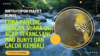 TERAPI SIRTU CIPOH MACET BUNYI TERAPI SIRTU OMBYOKAN