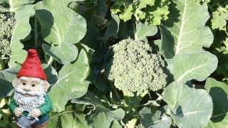 When and How to Harvest Broccoli