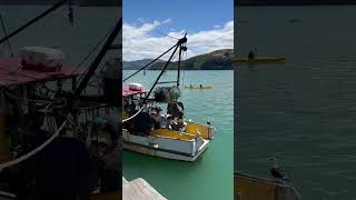 O pescador e seus pássaros. #vidanomar #pescador #pescador #newzealand #akaroa #novazelandia