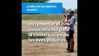 TUCUMÁN, UN ESLABÓN PARA LA CONSERVACIÓN DE AVES PLAYERAS