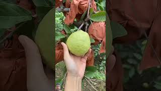 Aisa kon karta h bhai #viral #agricultre #farmer #trending #amroodchaat #subscribe #like #shorts