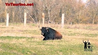 Toro Sarmiento 2014, YoTaurino net "Castañito"