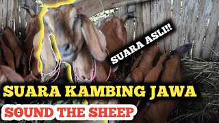 SUARA KAMBING JAWA