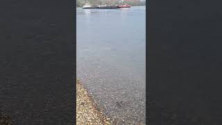 ein #schiff mit Bak fährt zu Berg auf dem #rhein  Teil 3  #shortsvideo #shorts