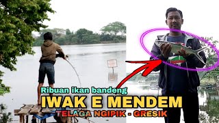 SPOT MANCING LEGEND TELAGA NGIPIK | Ribuan ikan Bandeng,Nila mujair mendem