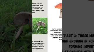 "Don't Eat This White Mushroom! 3 Deadly Facts You Must Know!" #shorts