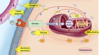 Respiração Celular - Gicólise, Ciclo de Krebs e Fosforilação Oxidativa