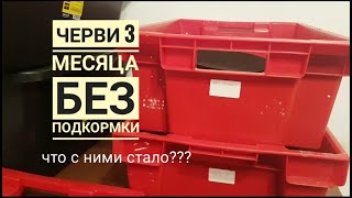 КОРМЛЮ ЧЕРВЕЙ первый раз за 3 месяца | Сладкая вода и Отруби/Какой результат