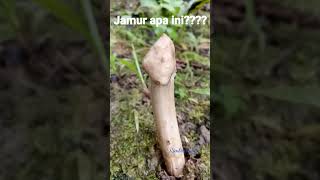 Jamur unik enak paling di cari #viral#short