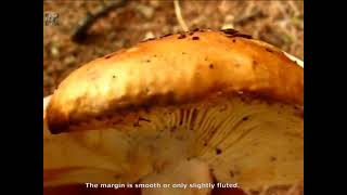 Russula mustelina. Champimaginatis. English Text.