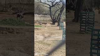 Blackbuck#wildlife