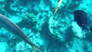 Snorkeling on the southern New Providence Bahamas