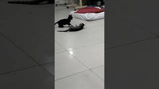 hospital ma wrestling Brock Lesnar vs Roman 😂 / cute animals cute cats