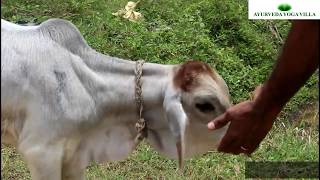 Gau Mata - Indigenous Cows | Ayurveda Yoga Villa