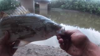 striper on liver (little Miami River)