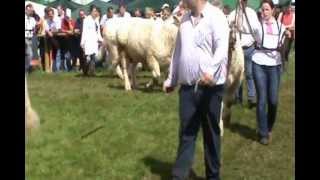 Irish Charolais Cattle Society -Tullamore Show in 2012.