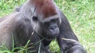 Gorilla Mpenzi in Berliner Zoo