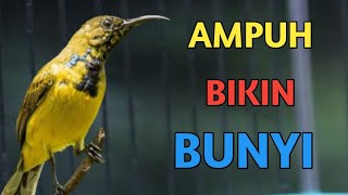 🔴 AMPUH BIKIN BUNYI, PANCINGAN SOGON AMPUH JAMINAN BIKIN BUNYI