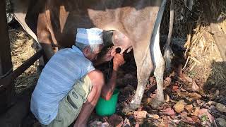 How To Hand Milk a Cow?? Beginner's Guide