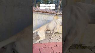 Street Dogs 🐕 ਦੀ Halat 😨😢#shorts #dog #animal #emotional #love #support