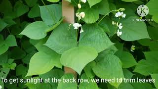 Shim/Hyacinth beans growing in our summer vegetable garden, Toronto, Canada