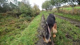 German shepherd on walk. Eros på tur. 23.09.2024. still you tubes most boring video part 1