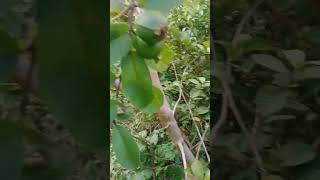 wild guavas