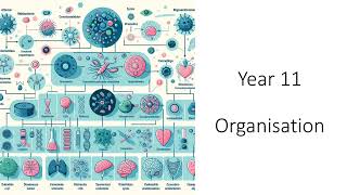 Year 11 Organisation 1 revision questions