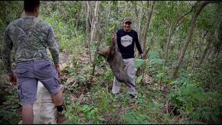 Caceria de Pécari de collar en las sierras de Mexico