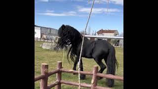 Jurre 495 Friesian