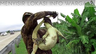 MIRIS SEKALI !! Berburu biawak malah hewan ini yang kita dapat