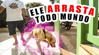 Como ensinar o cachorro parar de PUXAR no passeio...Adestramento