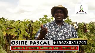 SUNFLOWER BIG HARVEST: Ugandan Farmer Pascal Osire in the garden /Inspiring Agriculture