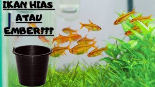 Ikan Hias atau Ember??? IKAN HIAS EMBER TETRA ikan quascape jago schooling