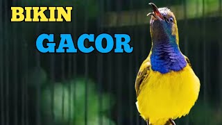 BIKIN GACOR❗❗ PANCINGAN SOGON TROTOL BIAR GACOR