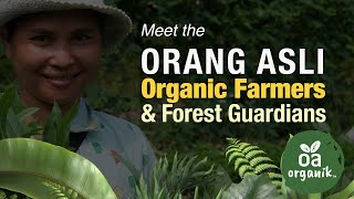 Meet the Orang Asli - Organic Farmers and Guardians of the Forest