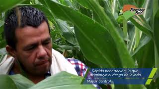 Control eficiente de malezas en Tolima con Roundup® Brio | Agro Bayer Colombia​