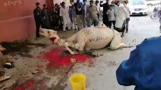 Horrible Qurbani Professional Qasai vs Anari Qasai.Camel Qurbani. Dangerous Camel Qurbani.