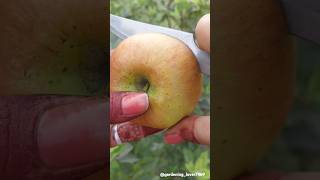 Harvesting fruits 🍎🍐🥑🥝🍑 #fruitfarming #seasonal #organic @gardening_lover7469