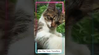 Crazy Lil cat Chintu | We-The Time Travellers #cat