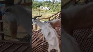 Kambing sanen #goat #sanen#kambing #animals #peternak #farm #bosmuda