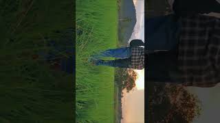 Paddy Field (BTS) #shorts #bts #btsshorts