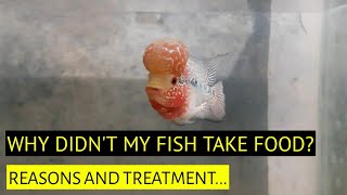 Flowerhorn fish disease and treatment