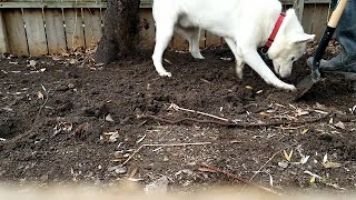 Pinot the Landscaping Dog : sumac tree removal #Toronto #Canada