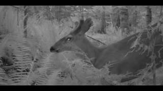 Cougars and Deer