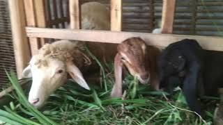 Kandang Kambing Sederhana dan Murah Buat Peternak Pemula