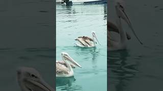 🔴PELICAN BIRDS #shortsviral #travel #shortsvideo #reels #shortsfeed #saudiarabia #farasan